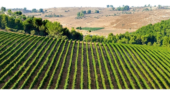 Rishon LeZion: convegno sulla storia e futuro del vino israeliano alla cantina Carmel Mizrahi — Foto: ufficio stampa Ufficio Nazionale Israeliano del Turismo